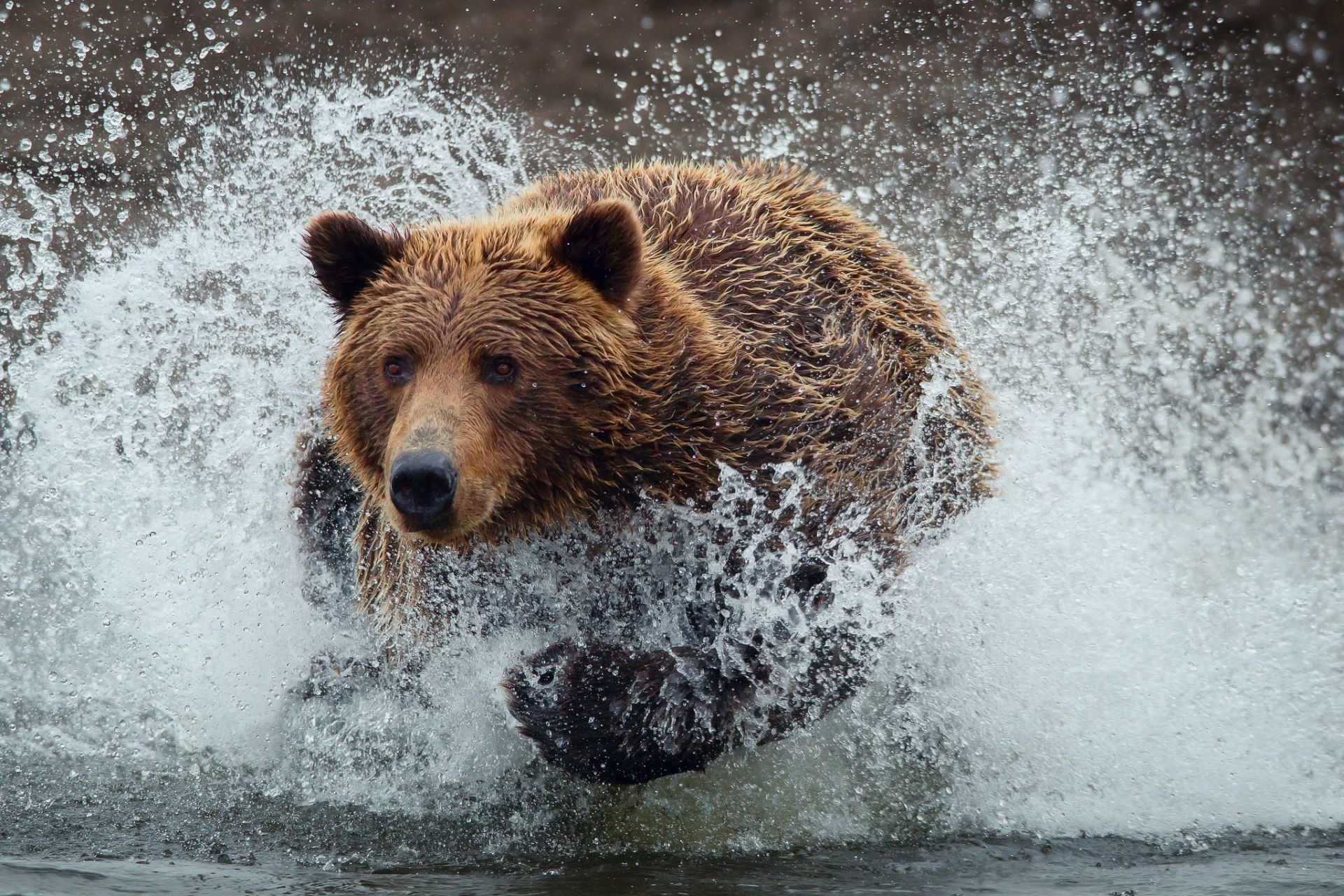 медведи воды природа на открытом воздухе млекопитающее мокрый гризли дикой природы мощность