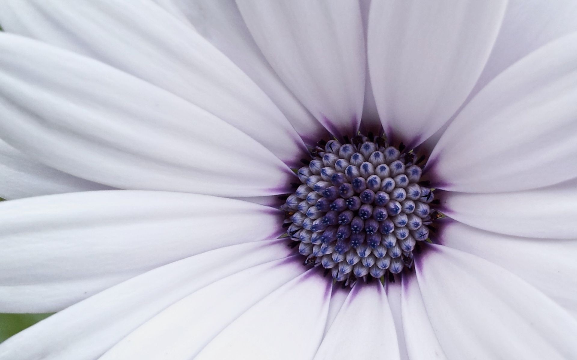 closeup fiore natura estate luminoso flora colore bella