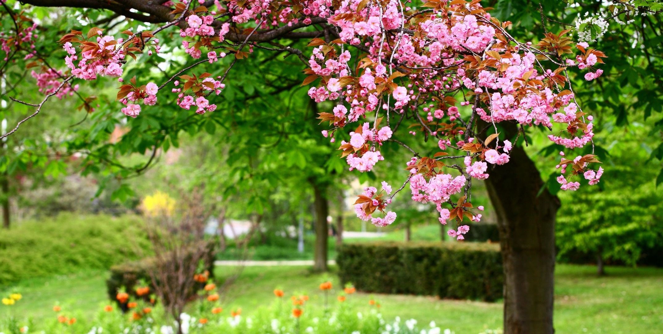 bahar çiçek bahçe ağaç doğa flora çiçek açan yaprak büyüme yaz şube kiraz sezon taçyaprağı park çiçek botanik çalı açık havada bahar