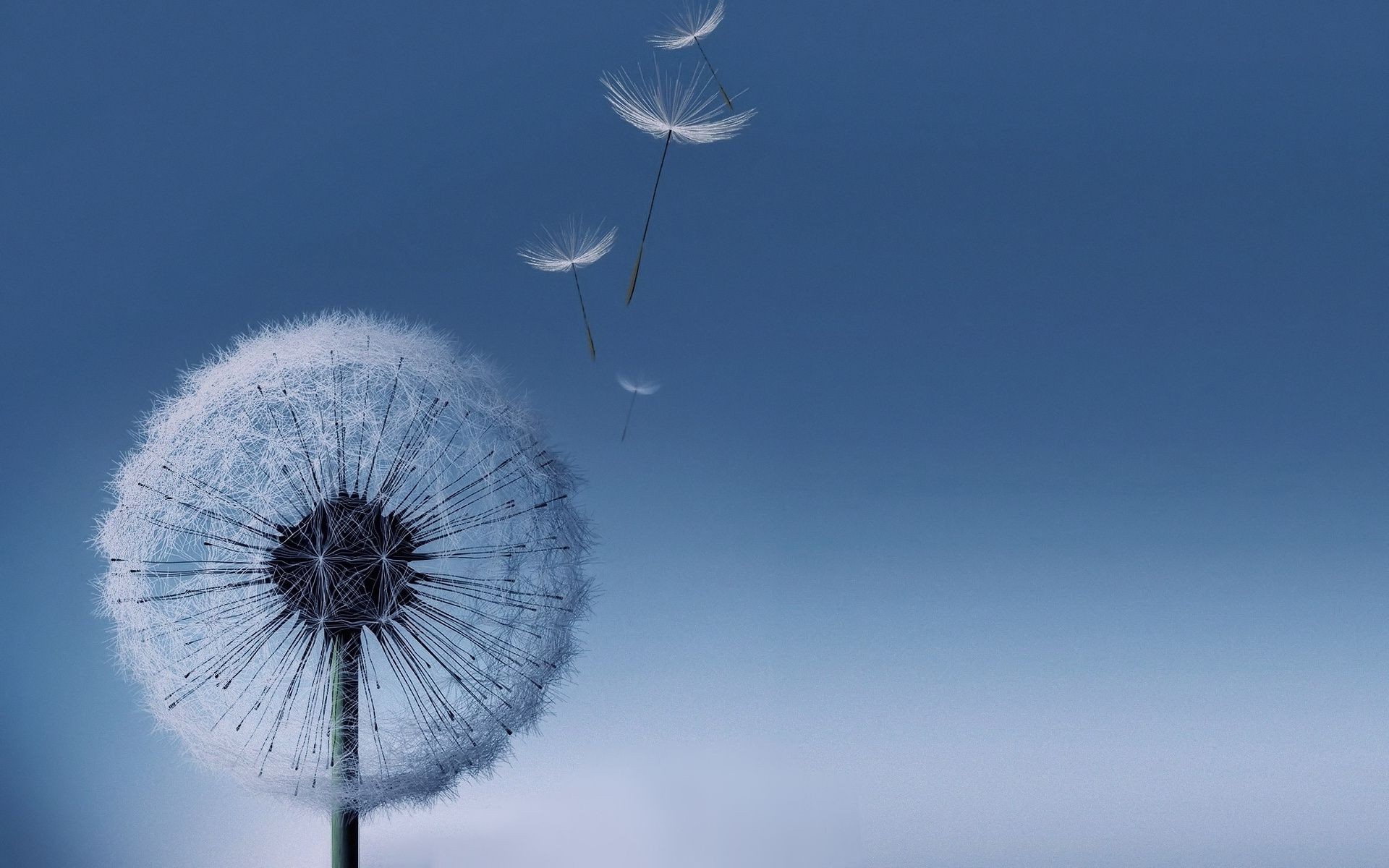 flowers sky wind nature dandelion