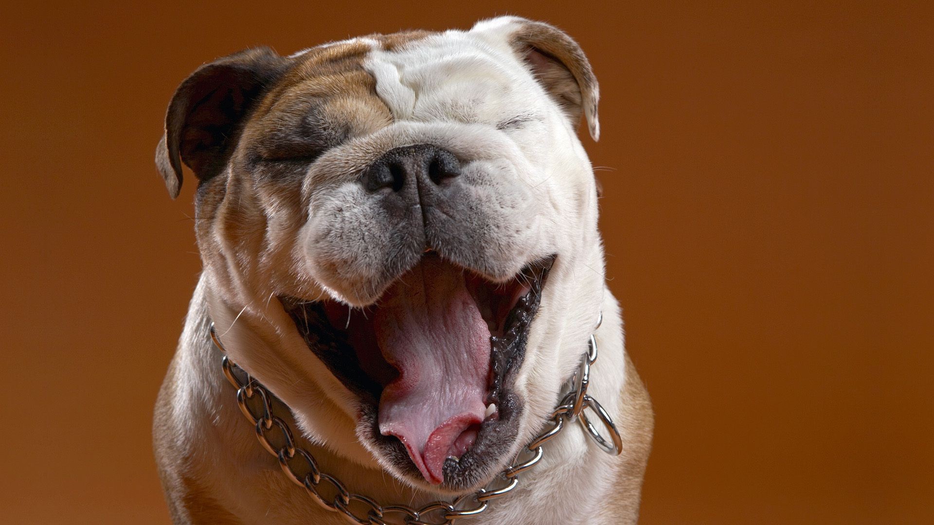 собаки собака млекопитающее портрет пэт животное милые кинолог один студия смешно