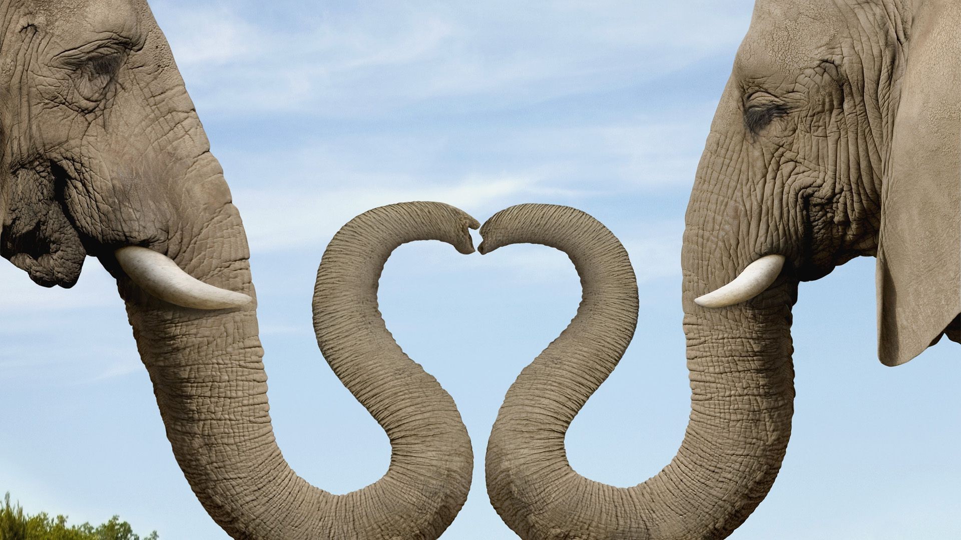 слоны слон серый природа дикой природы животное багажник