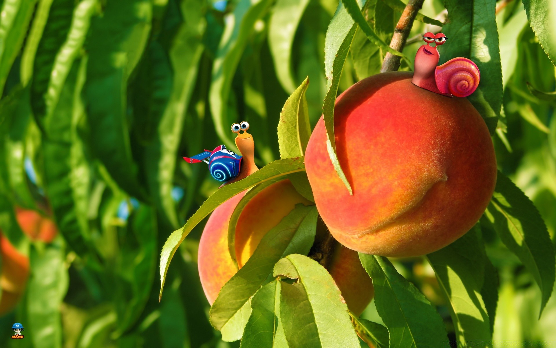 yaratıcı meyve doğa yaprak yemek bahçe tropikal yaz sulu şekerleme mera flora büyüme sağlıklı tarım büyümek sağlık