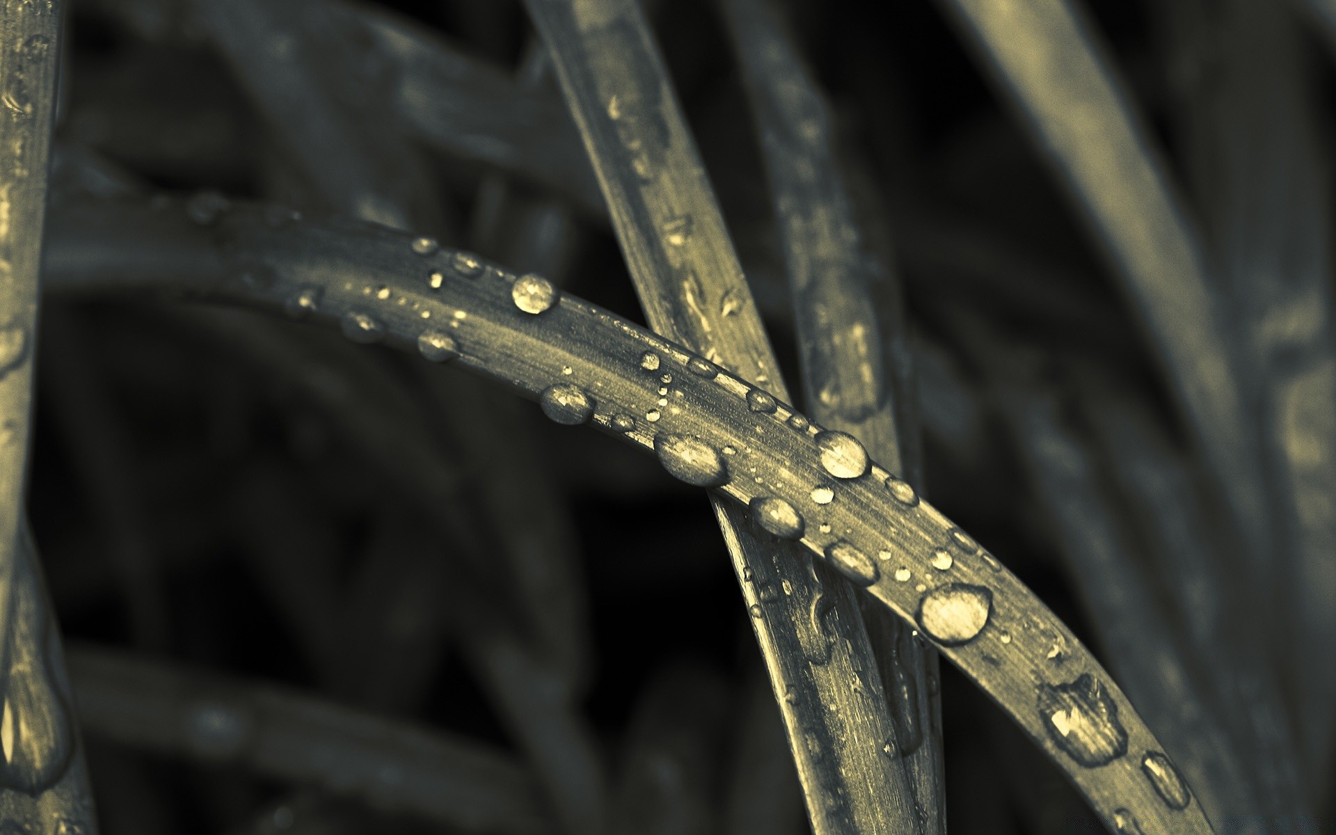 creativo pioggia natura caduta rugiada acqua primo piano foglia bagnato acciaio flora