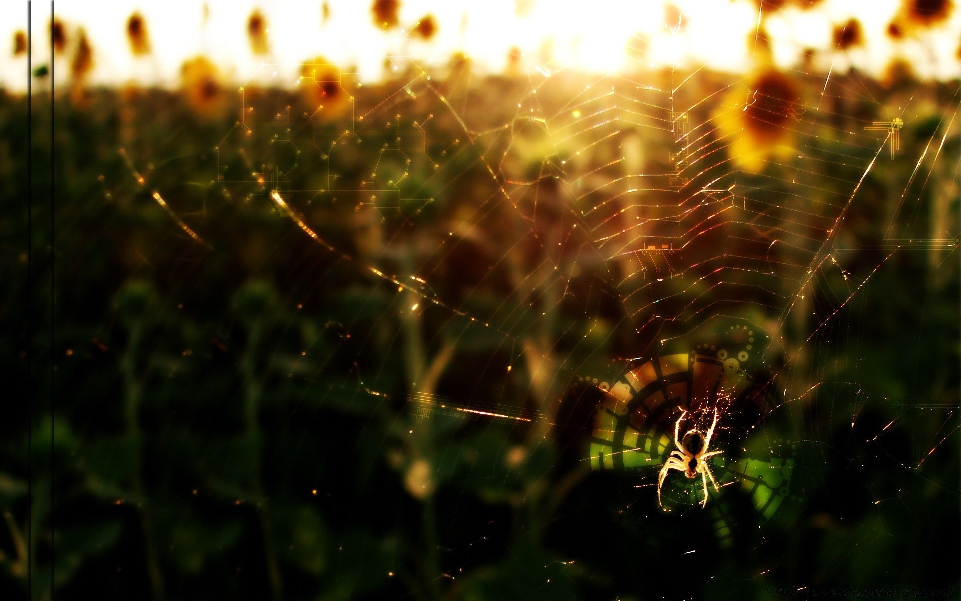 creative spider spiderweb abstract blur insect nature dawn web sun color grass light texture desktop arachnid garden design outdoors flower