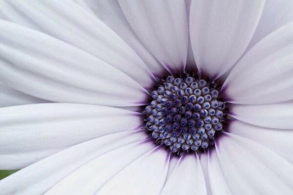 Summer bright flower close-up