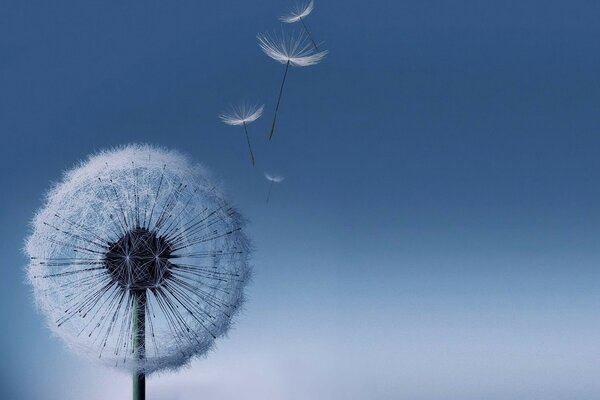 Dandelion spreads its seeds