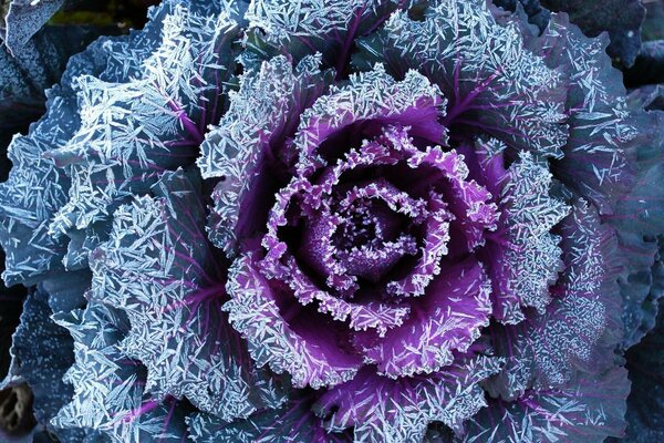 Motif de texture de fleurs avec givre