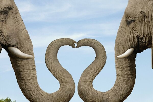 A very unusual heart made of elephant trunks