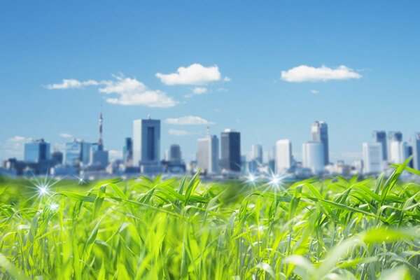 Juxtaposition of green grass and urban jungle