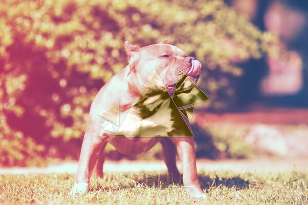 Bulldog musculoso no parque da cidade