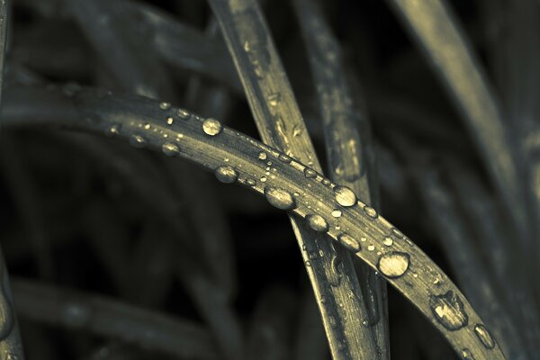 Green leaves with dew drops