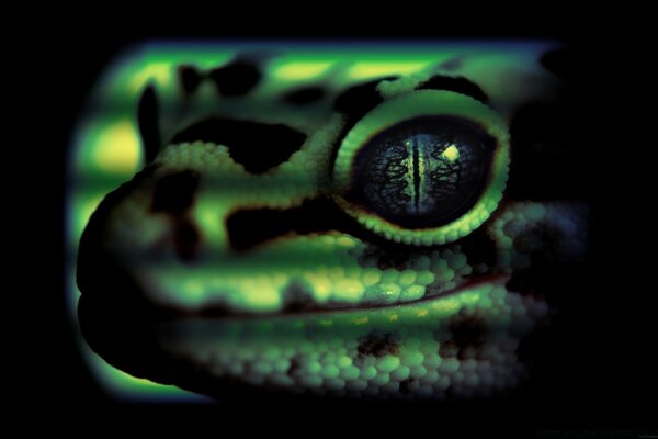 Lindo lagarto con una mirada penetrante