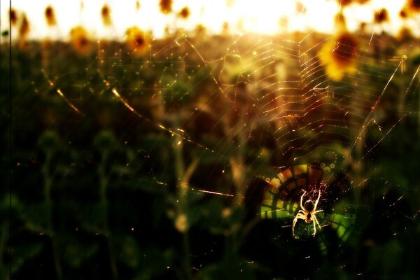 Spinne im Spinnennetz bewundert die Aussicht