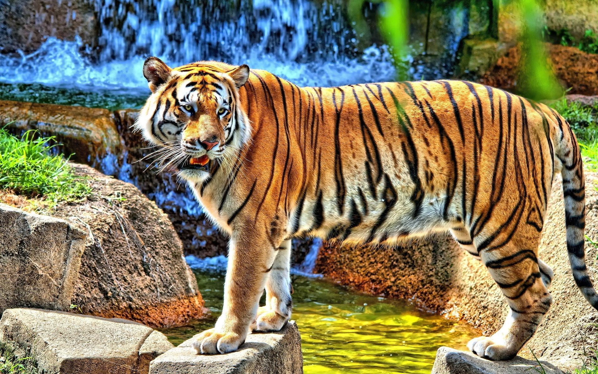 tygrysy tygrys dzika przyroda kot ssak dżungla zwierzę zoo drapieżnik myśliwy duży mięsożerca dziki natura niebezpieczeństwo safari głowa polowanie futro portret agresja