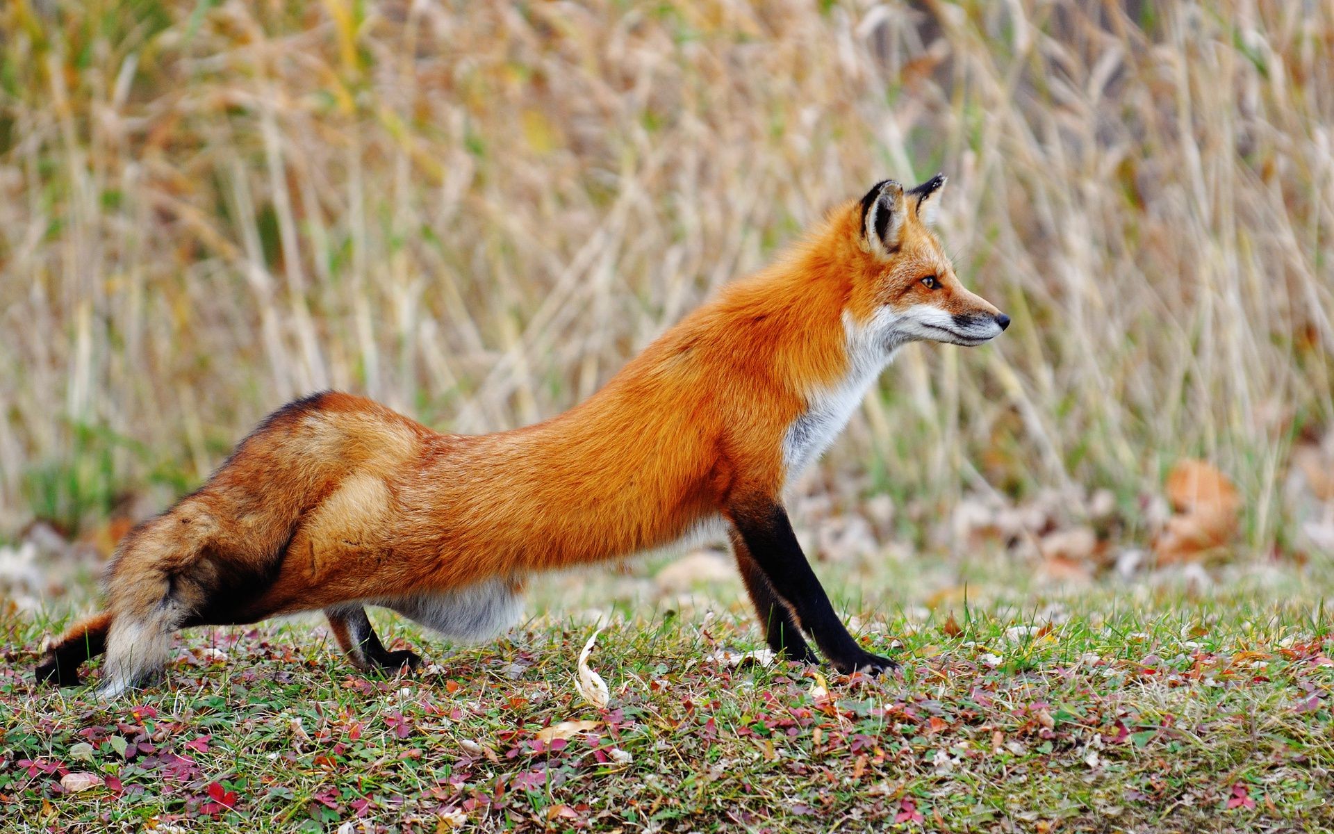 raposa vida selvagem mamífero animal natureza fofa selvagem grama pele pequeno cinegrafista ao ar livre