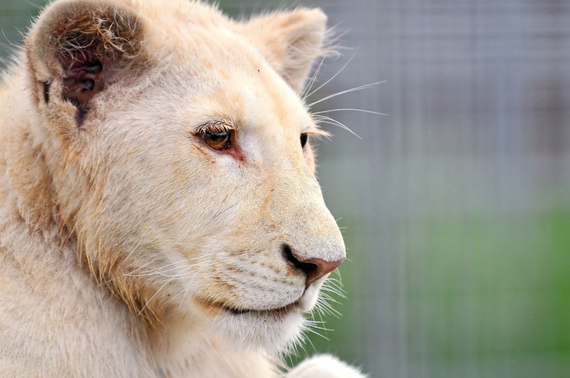 lwy dzikie zwierzę natura ssak futro portret zoo dziki słodkie oko drapieżnik kot oglądanie niebezpieczeństwo