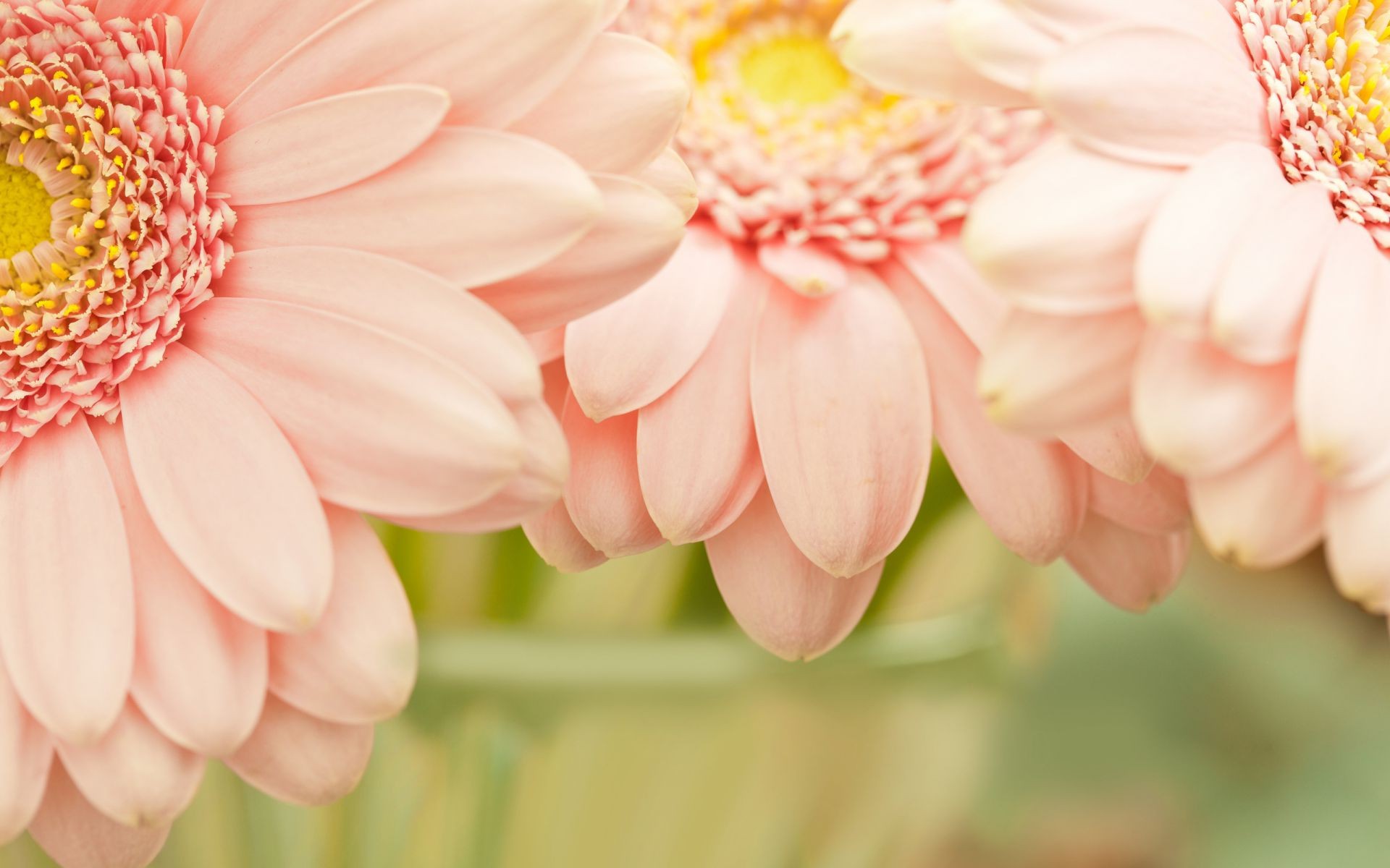 closeup nature flower flora summer floral beautiful petal bright leaf close-up blooming garden color gerbera season