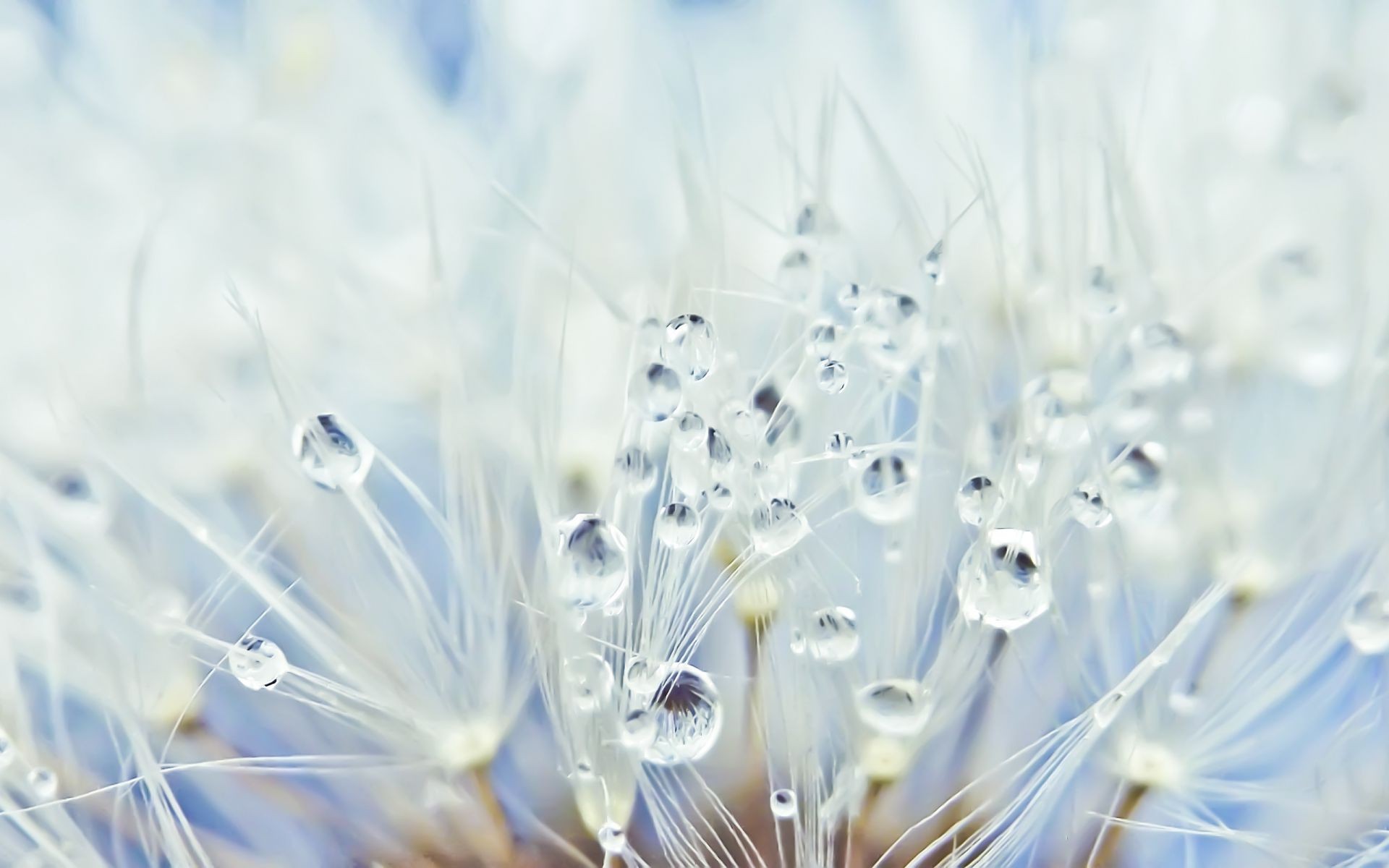 tröpfchen und wasser löwenzahn hell flora natur schließen desktop abstrakt licht farbe blume sommer schön samen urlaub sprödigkeit saison frische unschärfe