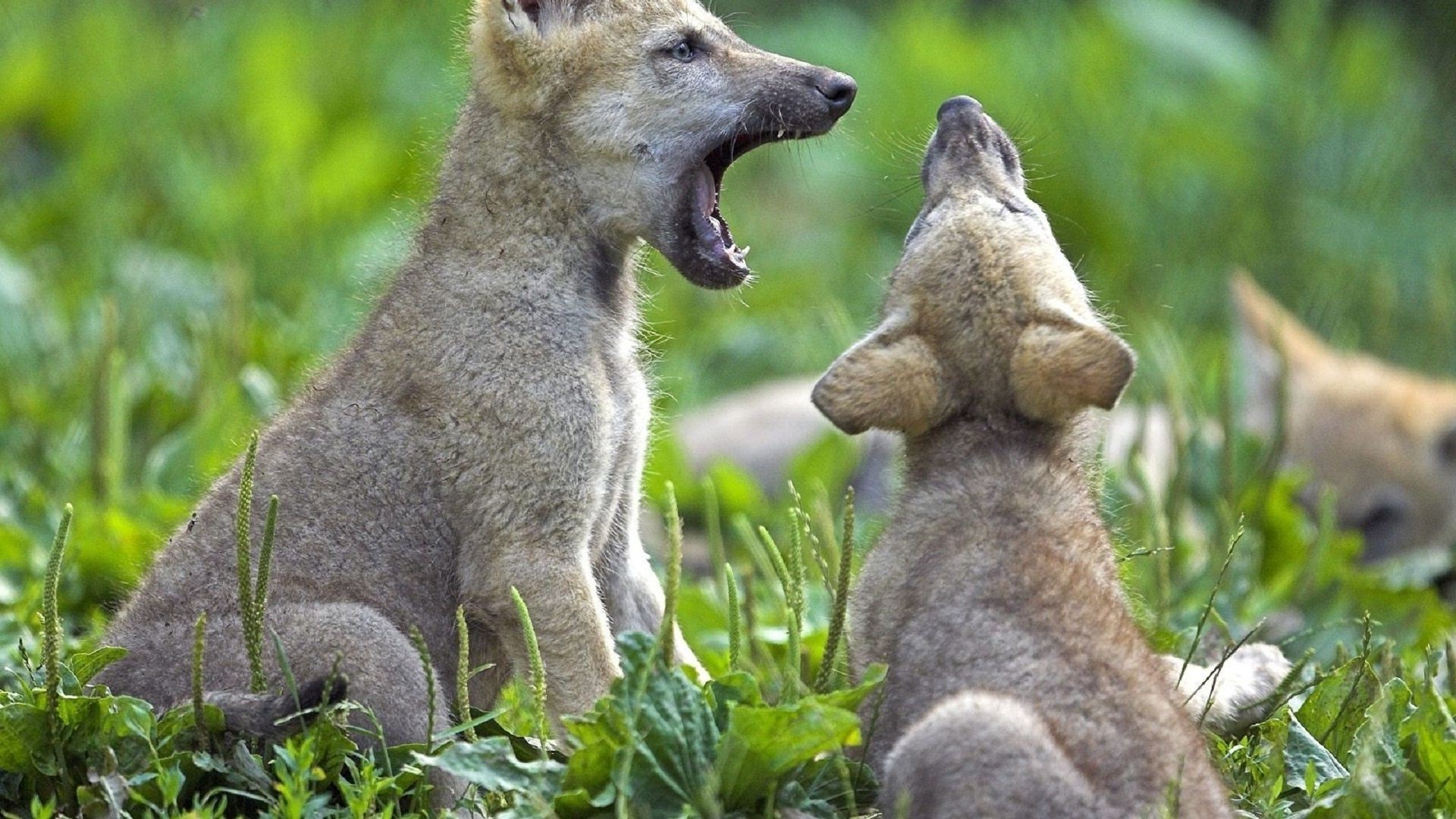 animals mammal wildlife nature grass animal cute fur outdoors two wild sit