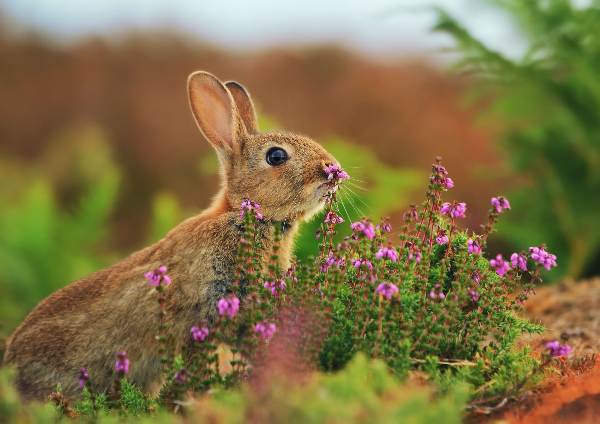 rabbits nature flower outdoors little grass garden wild hayfield cute park summer animal field