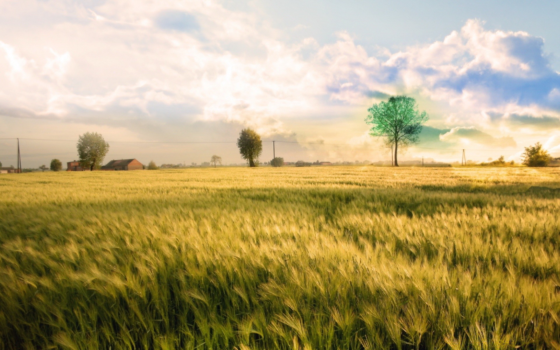 création céréales blé rural champ ferme agriculture maïs récolte pâturage paysage campagne croissance pays terres cultivées soleil paille ciel or terres agricoles