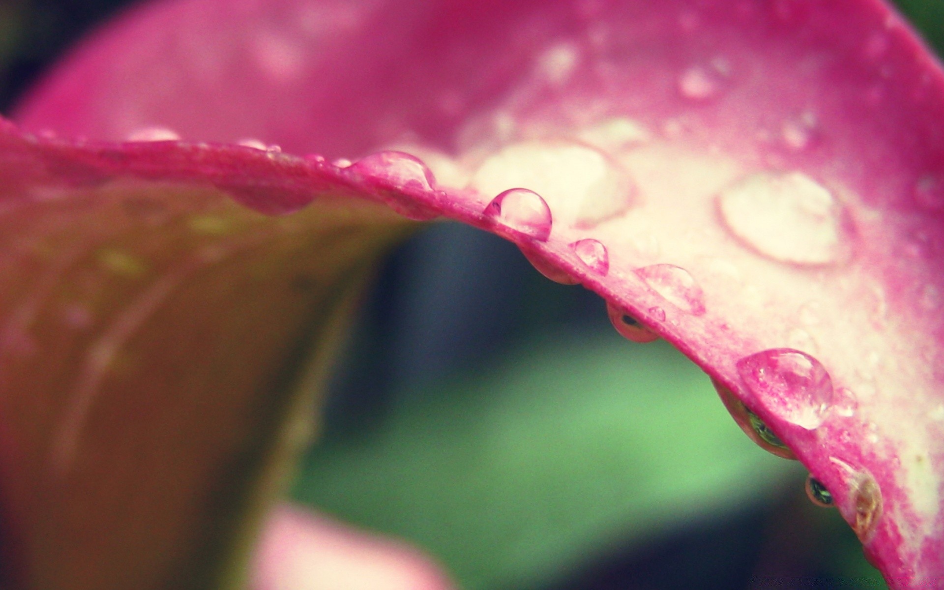 creativo fiore natura pioggia flora rugiada colore acqua caduta bella foglia giardino luminoso amore estate primo piano bagnato desktop astratto romanticismo