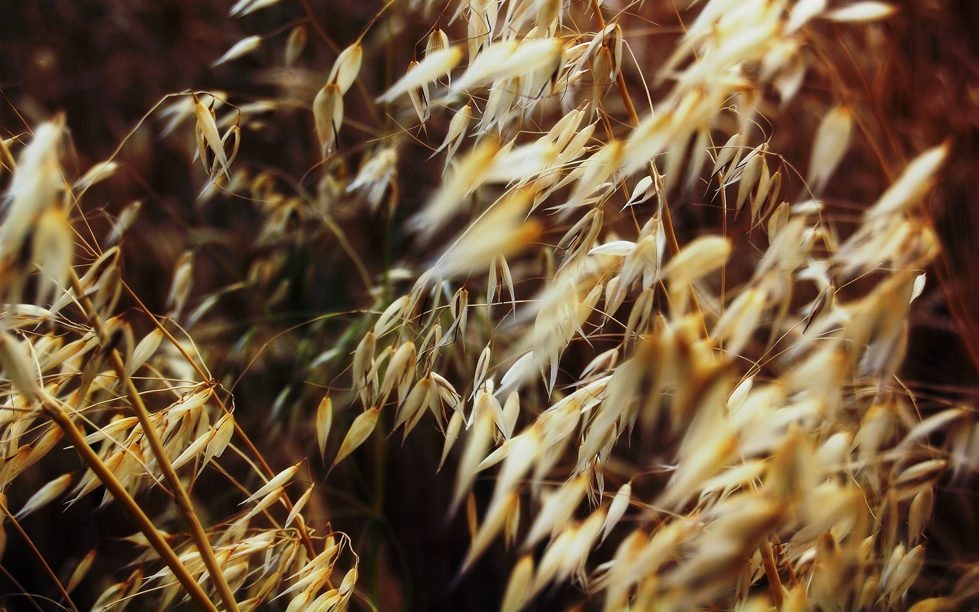 criativo natureza seco cereais pasto trigo ouro palha pão crescimento ao ar livre pico agricultura colheita comida flora