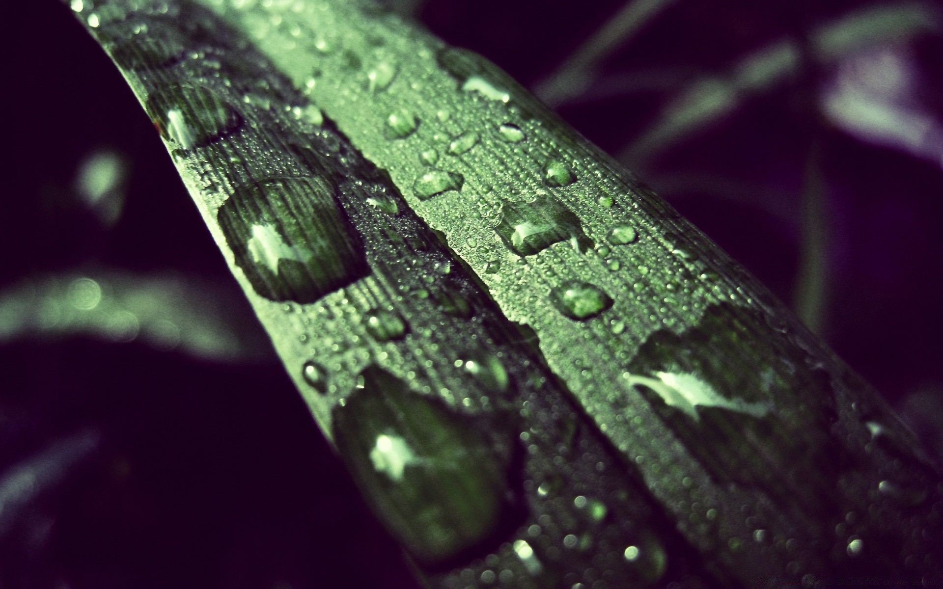 creativo goccia pioggia rugiada bagnato acqua gocce foglia natura pulito riflessione