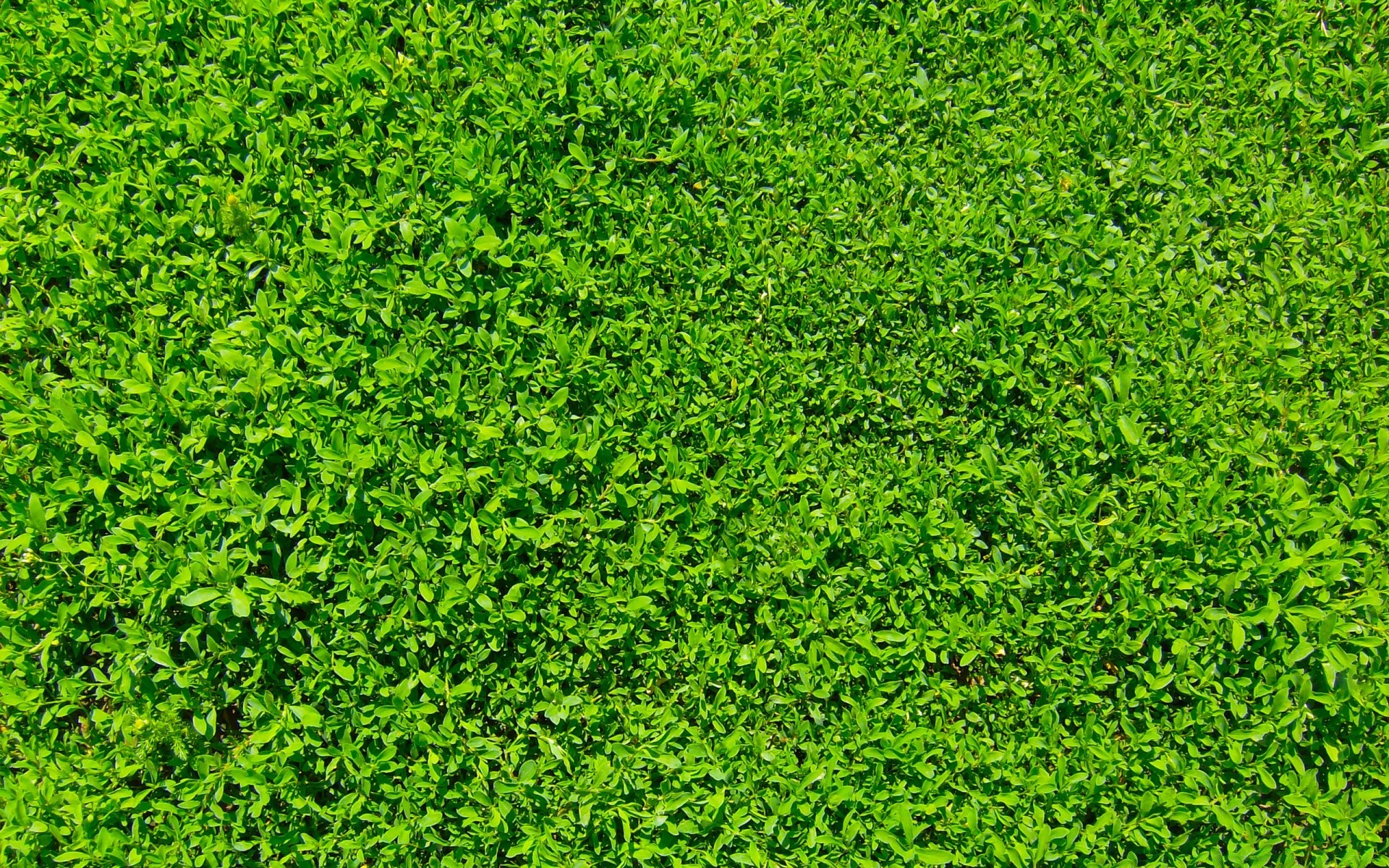 plantas hierba crecimiento hoja césped flora exuberante naturaleza césped patio escritorio verano medio ambiente jardín tierra patrón frescura ecología suelo brillante