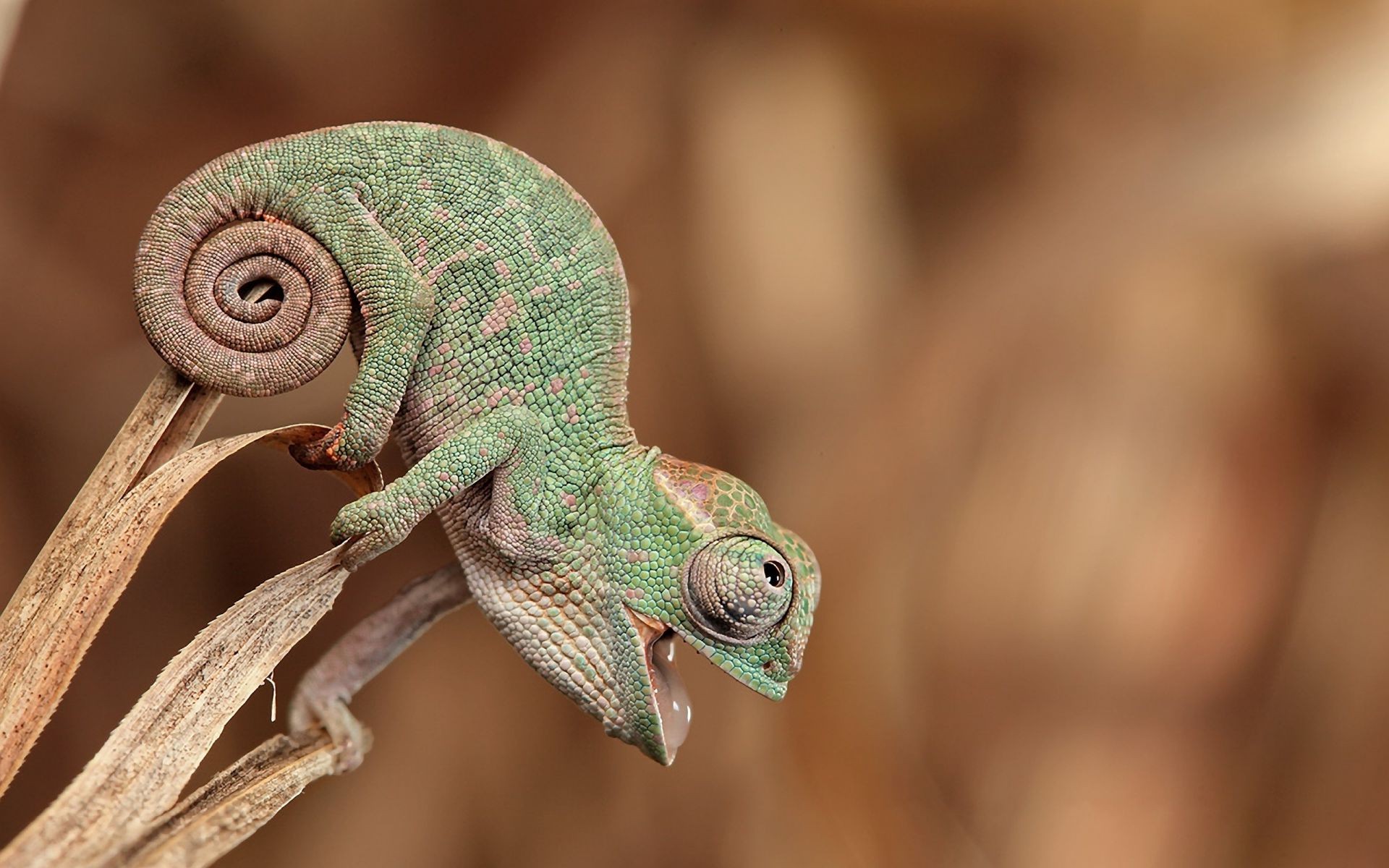 animals wildlife reptile lizard nature animal close-up chameleon color one wood wild portrait little desktop close head dragon