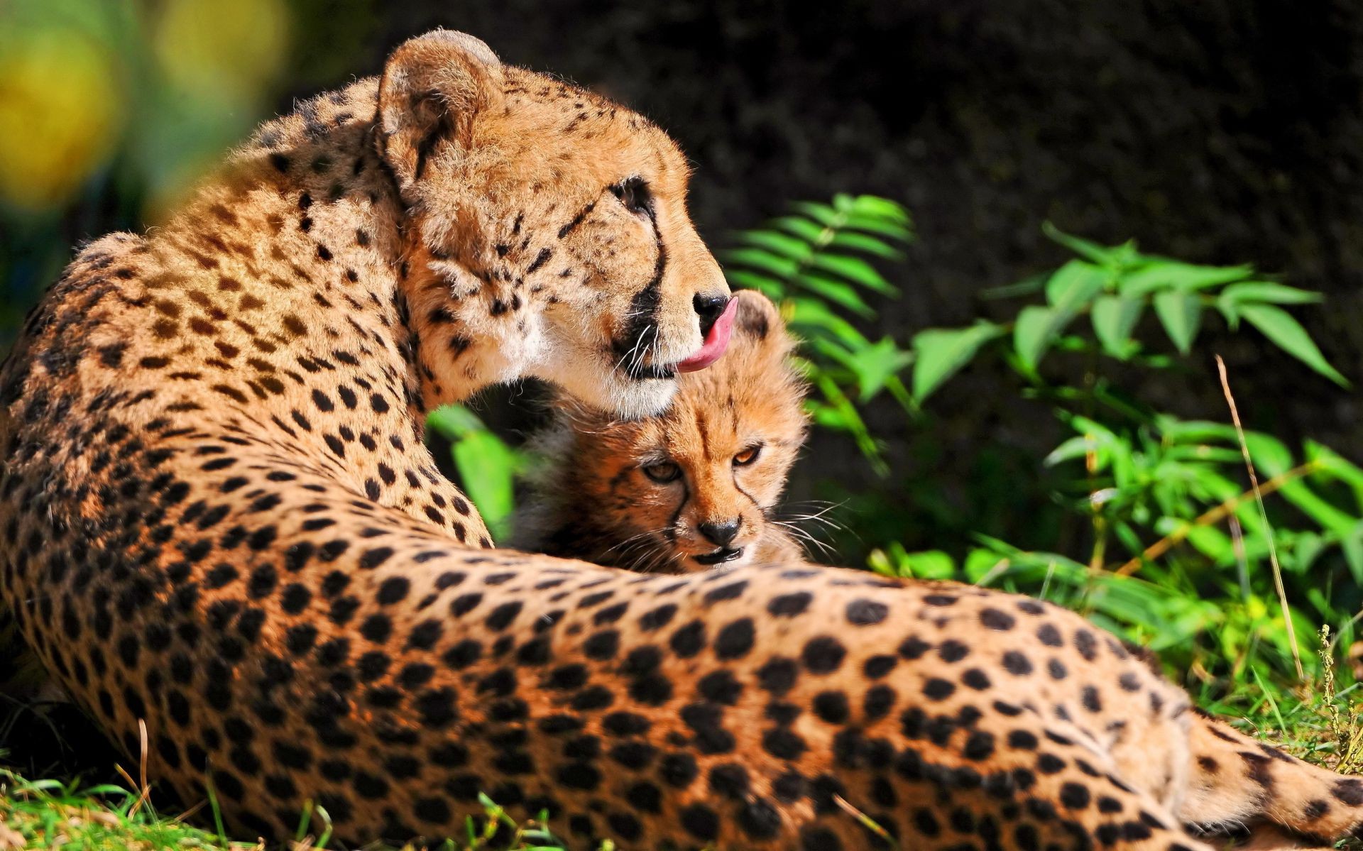 geparden katze tierwelt säugetier natur wild raubtier gepard zoo tier leopard im freien jäger fleischesser safari pelz