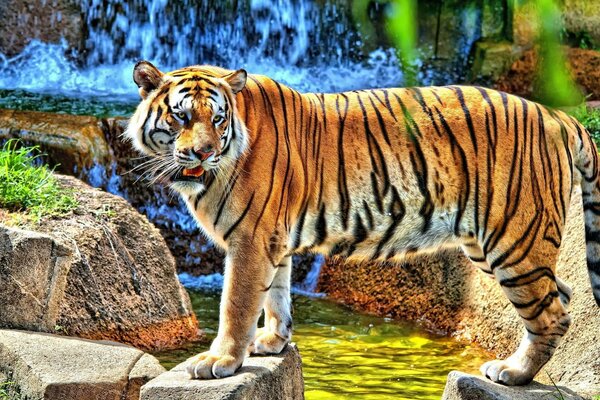 Tigre-mamífero de la vida silvestre
