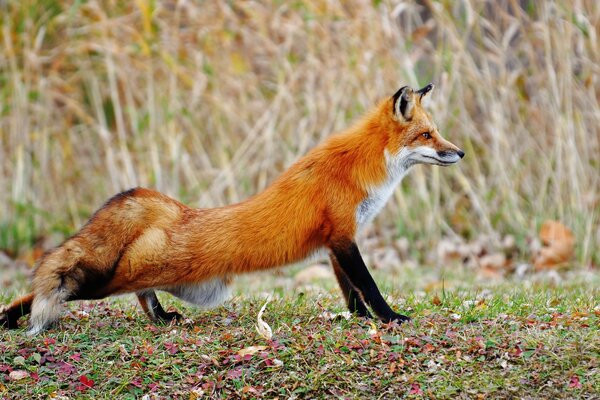 Fuchs streckte Lichtung Bein im Herbst