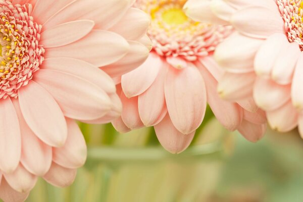 Hermosas flores de color rosa. Gerberas Rosadas