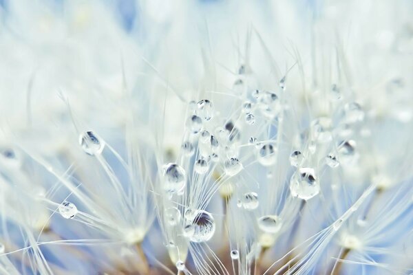 Small drops of water hang on a dandelion