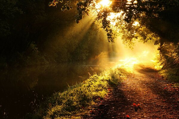 Nature light Trees River path Branches rays