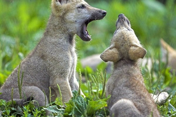 A few small puppies on the green grass