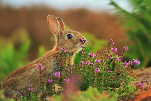 Hasen Tiere Natur Sommer