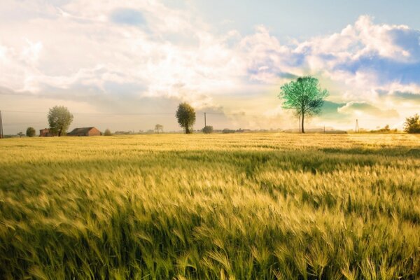 Wheat fields pleasing to the eye and soul