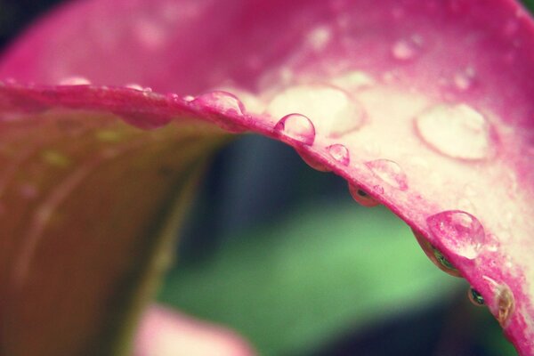 Pink flower covered with drops