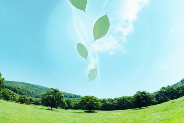 Paysage de la nature avec des feuilles et le ciel