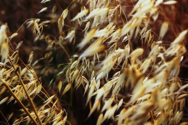 Yellow spikelets. Autumn grass