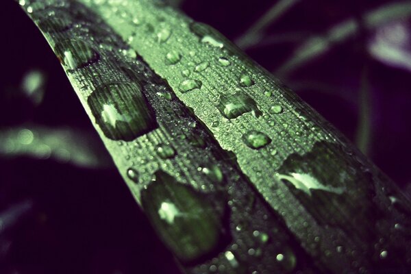 Gouttes de pluie sur une feuille verte