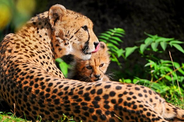 Ein erwachsener Gepard mit einem kleinen in der Natur