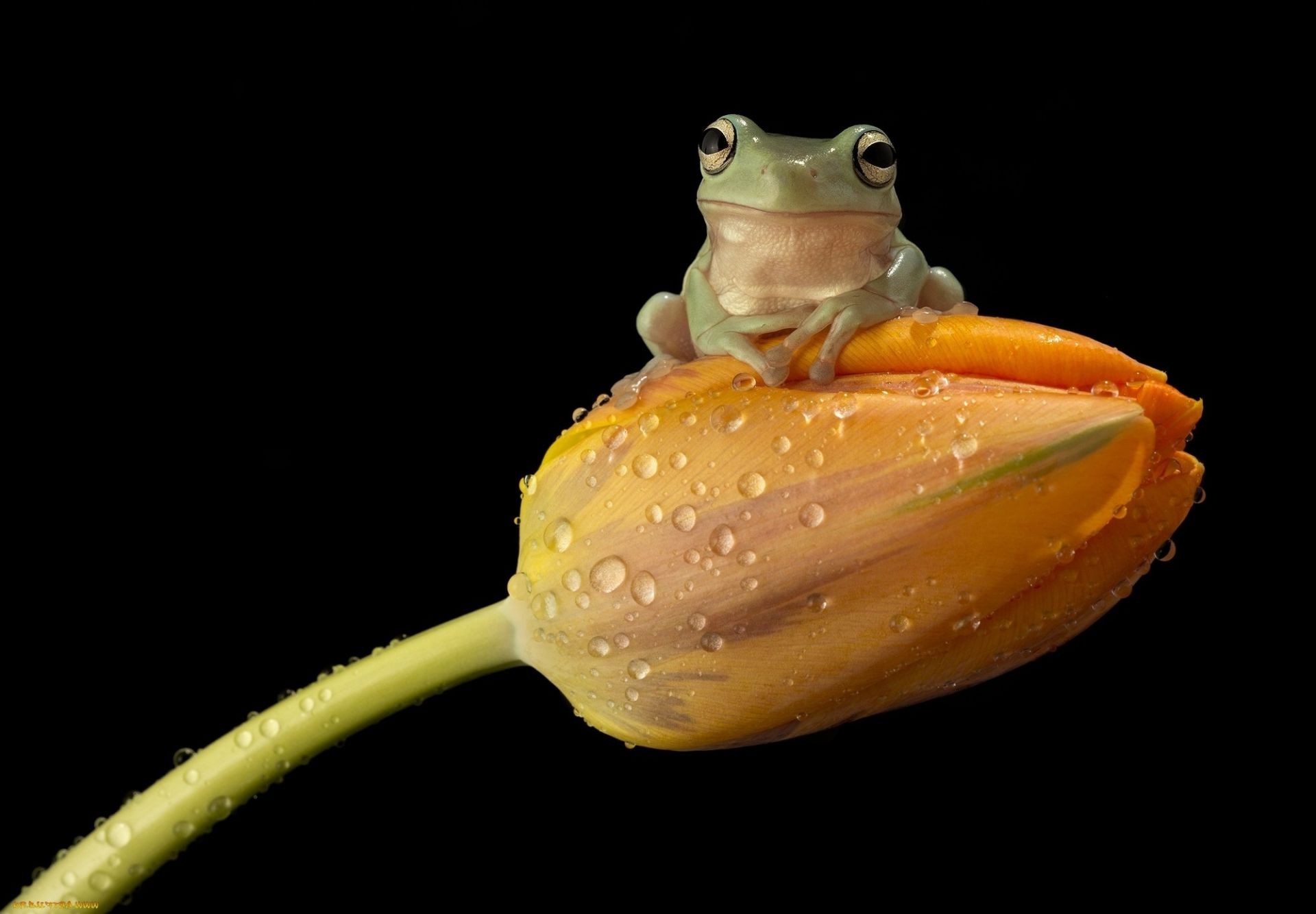 reptiles y ranas uno comida crecer