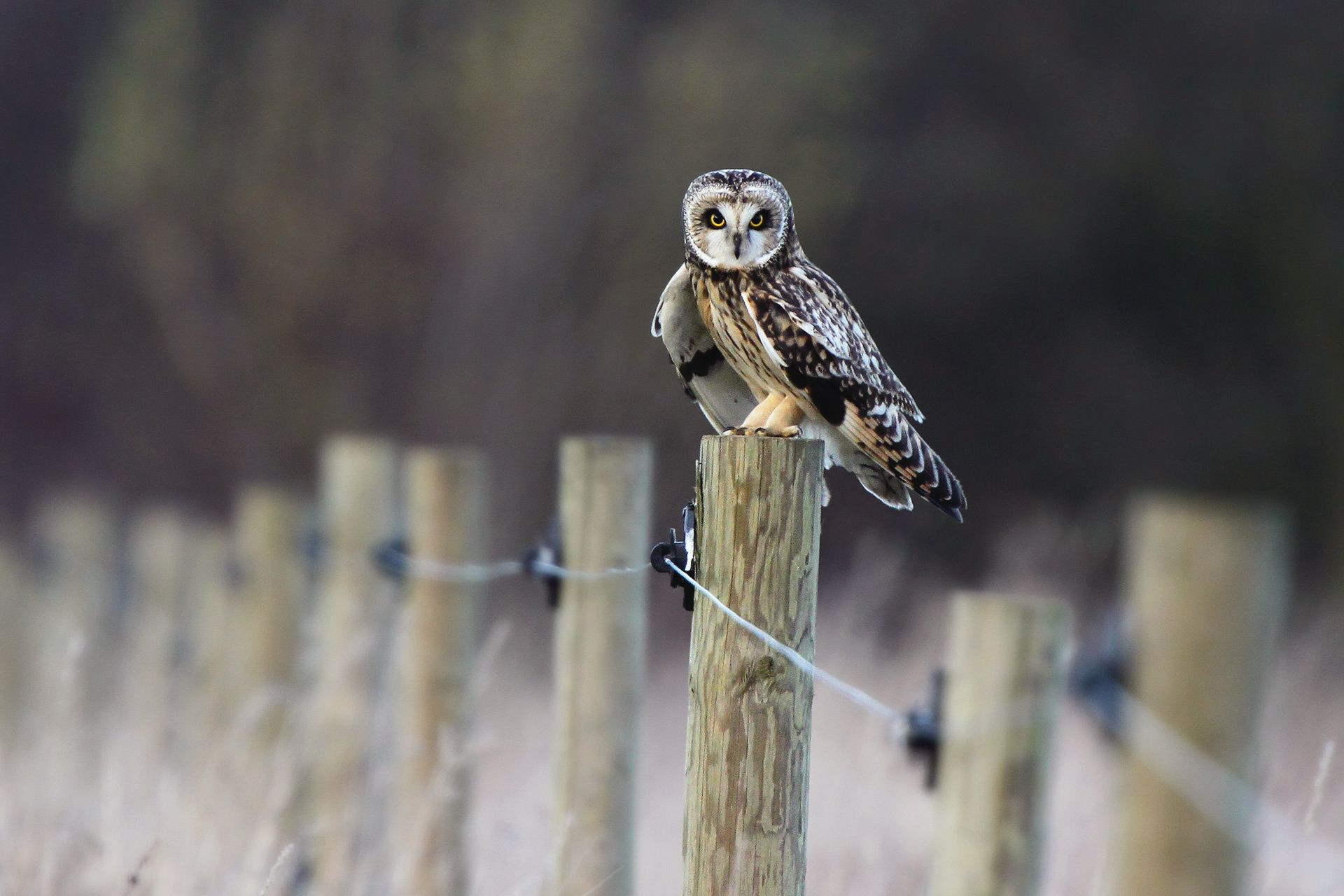 animals bird wildlife owl nature animal portrait outdoors wild raptor wood feather