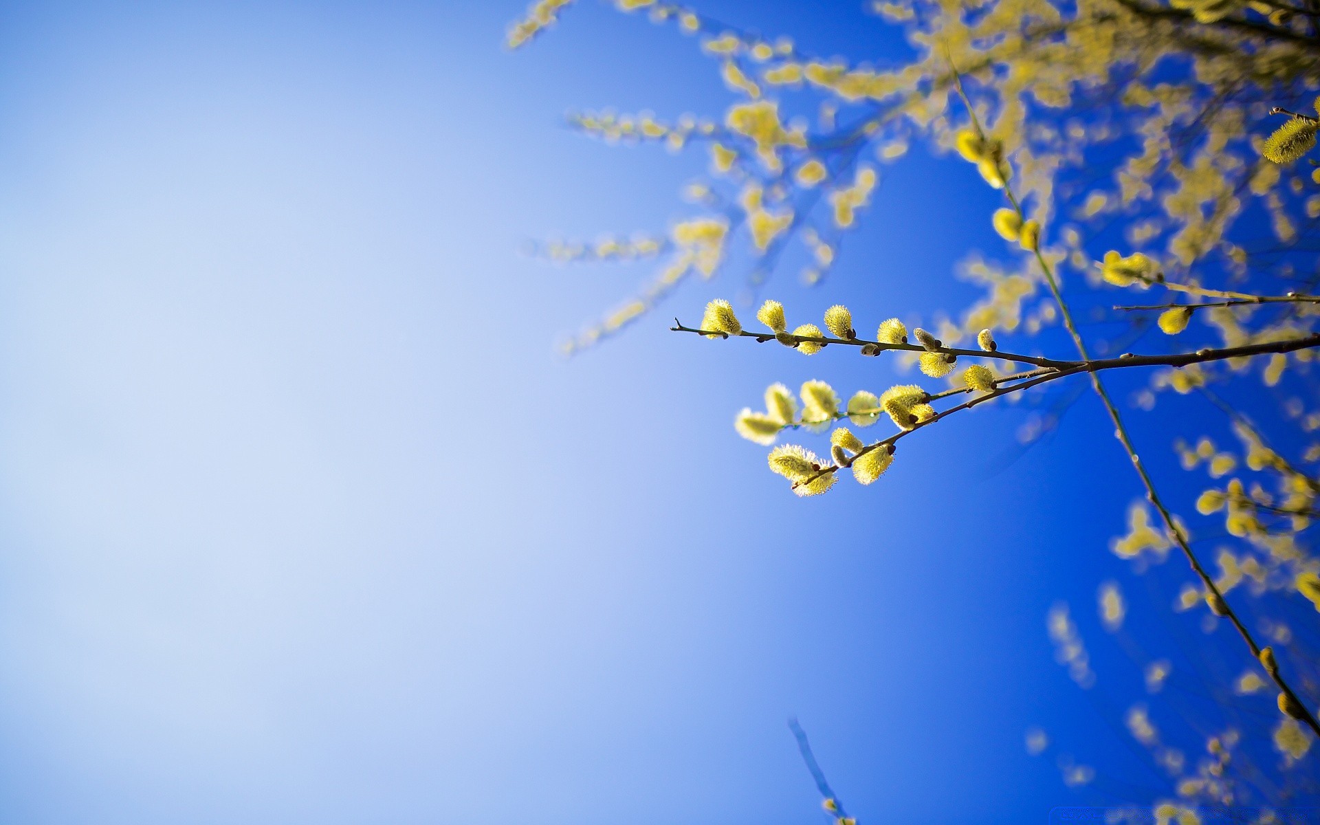 plantes ciel bureau nature arbre couleur saison hiver résumé lumière fleur flou flore feuille branche