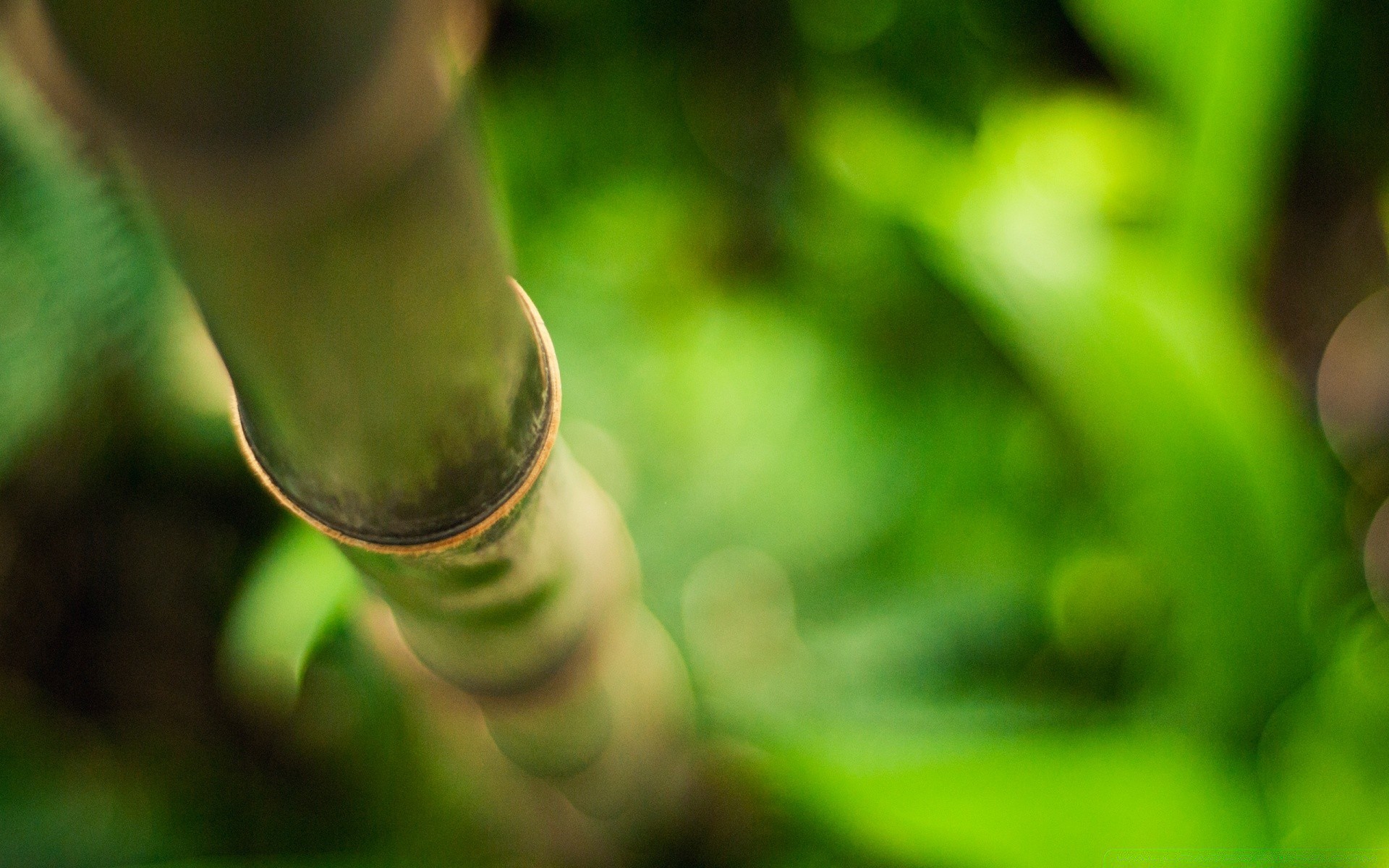 pflanzen blatt natur flora garten farbe wachstum unschärfe schließen umwelt sommer desktop regen