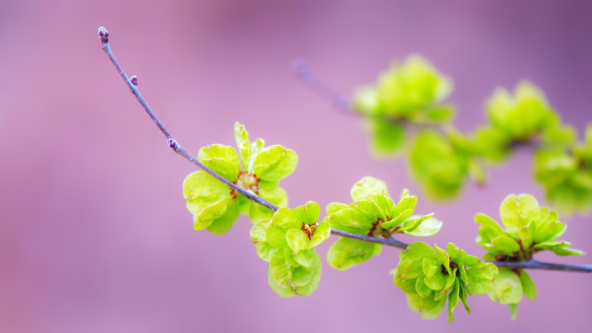 plantes nature flore feuille fleur croissance branche jardin gros plan arbre été copain couleur bureau flou belle à l extérieur saison lumineux